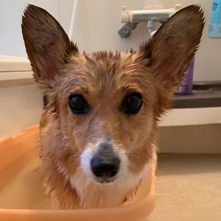 4de9daae 2442 43ee 85b6 0d23dd3ffb90 1556787146565