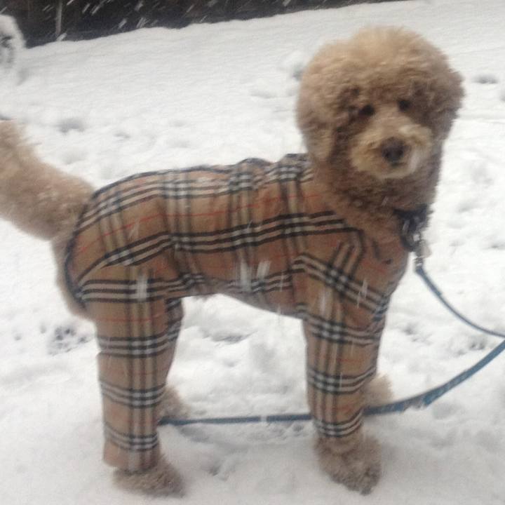 4dea48b1 faf6 4a8c b75a 78f0f9c53562 1516541555732