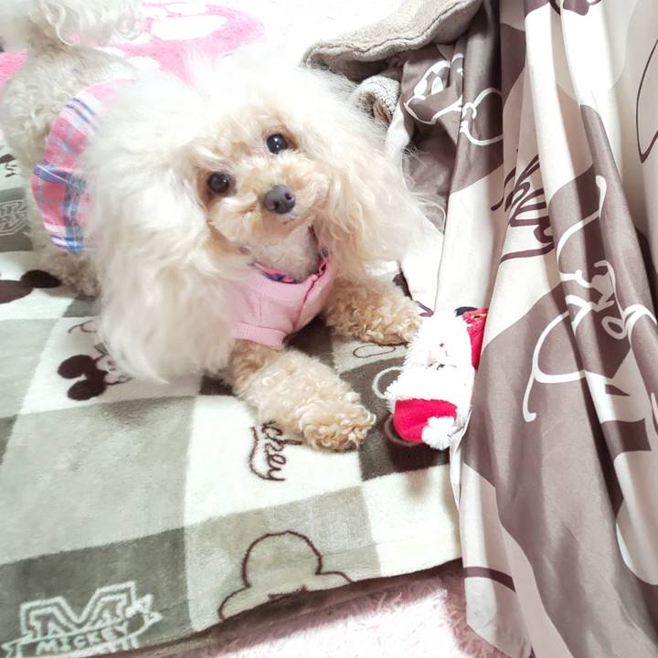 4ded6881 e3b1 44d5 8518 2101c13edd75 1576154782571