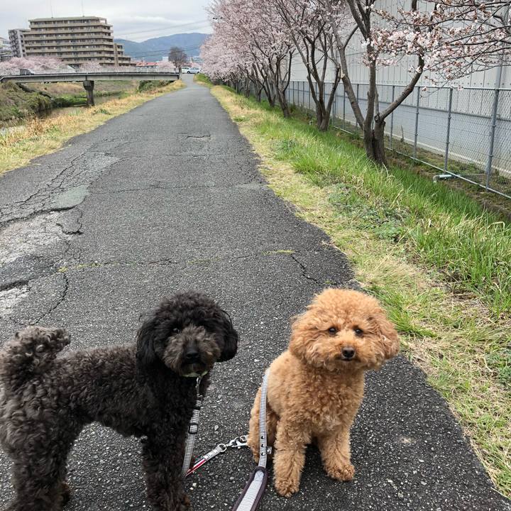 4dedee07 838a 474e b259 bf9e7a582ef2 1585704303354