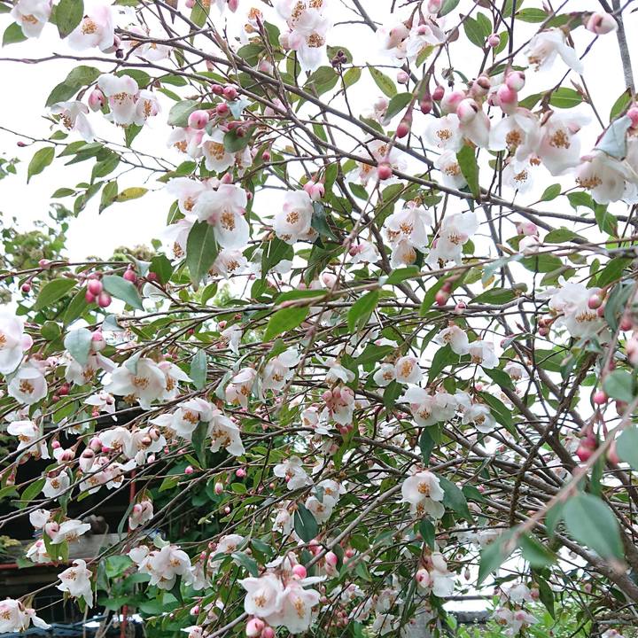 4def8443 7b62 4ced 8079 179e95b09ca3 1617499965482