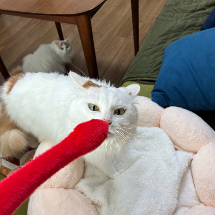 4deff1a3 5a53 403e 9279 687068905c84 1767154406675