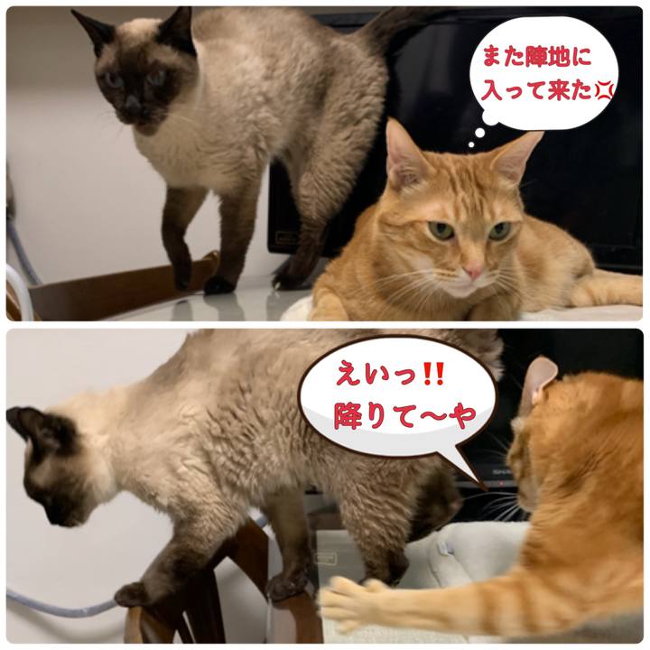 4df7ae56 b829 4350 90ad 16c9ba4b8879 1619733153476