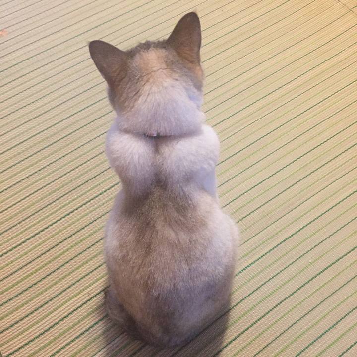 4df91ad8 a881 4050 8a9a 896decd0af62 1529357329229