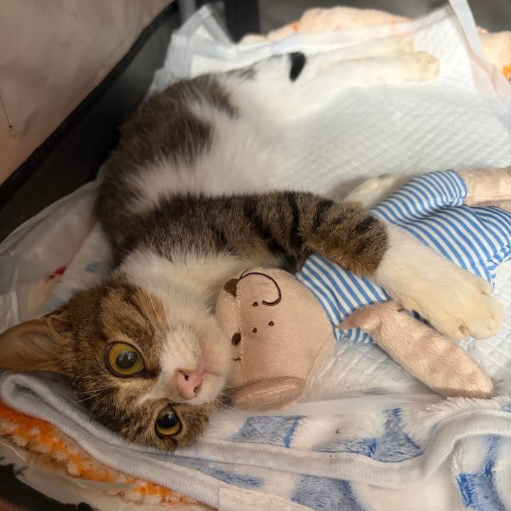 4dfabf26 5481 464a 8b27 ef9e4e2f7311 1763113478206