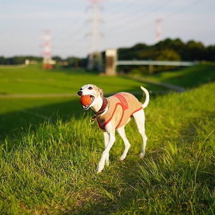 4dfdeca2 d83f 470f 9375 89a776a69f09 1537447233655