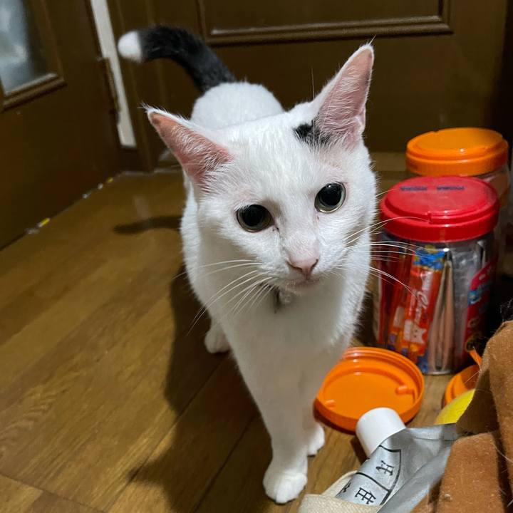 4e004a31 bbd9 48d4 ae77 710c9cf9743a 1753656819584