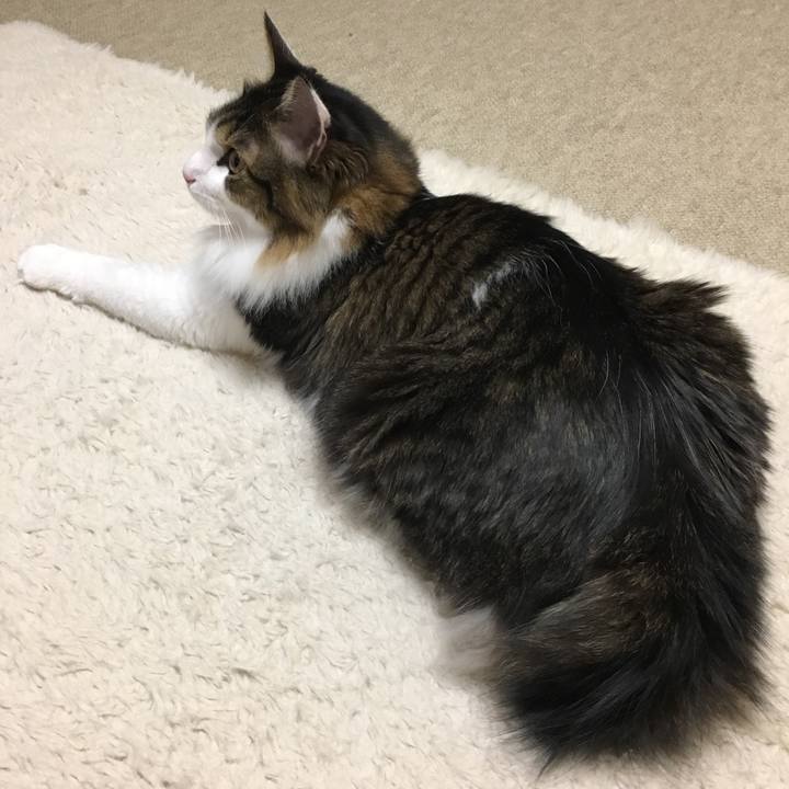 4e015308 827f 4294 8707 9d000399fcae 1516498769299