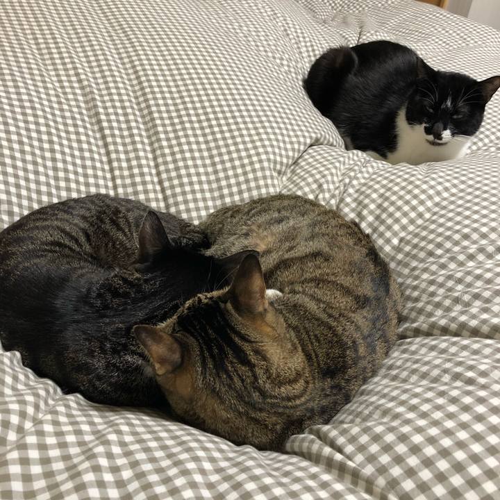 4e048c10 05d9 4943 8647 82c58bb4cfbb 1544850221522