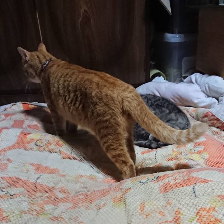 4e04a4b9 8a0f 4774 b66a a02e1e59e677 1571834110086