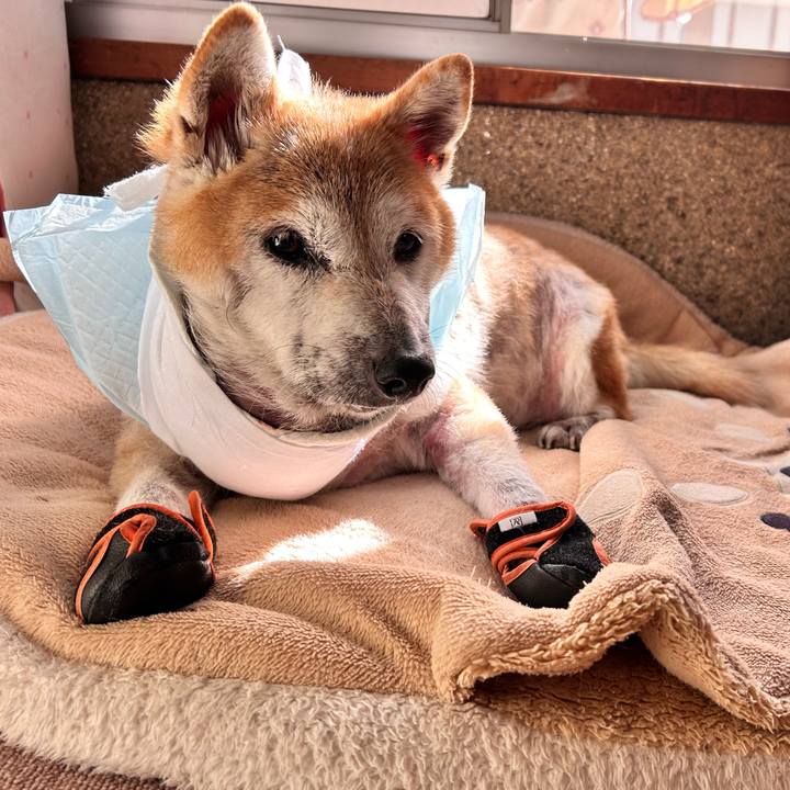 4e065f48 65f6 4124 b85a dce0b9a636c8 1764909646512