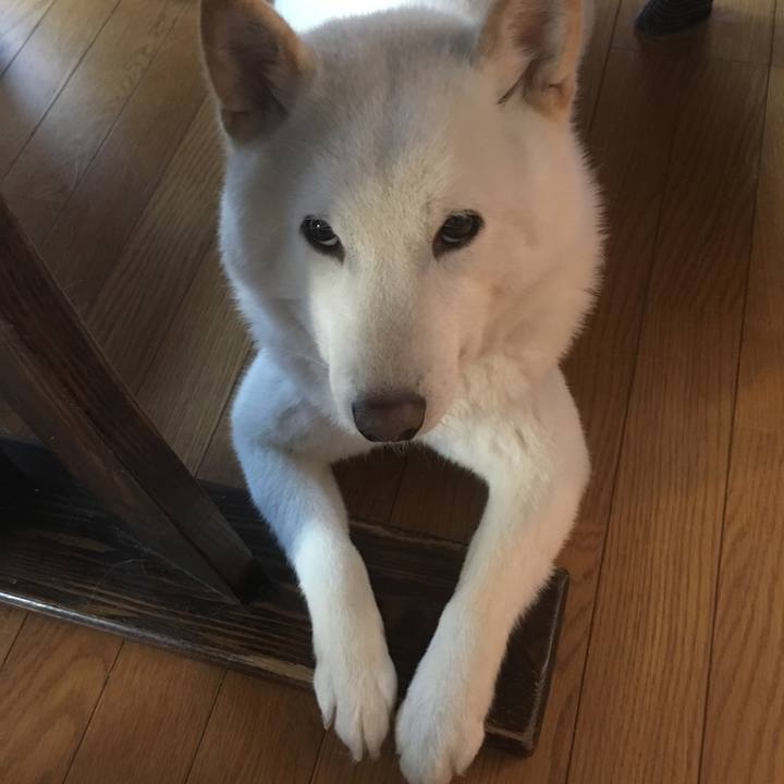 4e083a5a aba3 4d5f b17e c2c5fcccf340 1547426897414