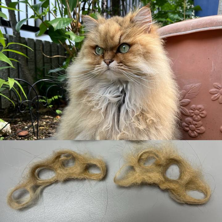 4e0873ec 12a8 41b2 a102 4048f9c8b895 1746581895346