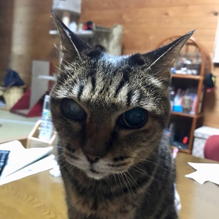 4e089154 86f1 4a21 8d31 923dc144414f 1553345620612