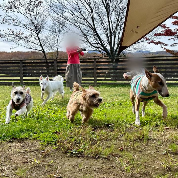 4e098039 8d93 4c0a 940d 94891b07443f 1730696701278