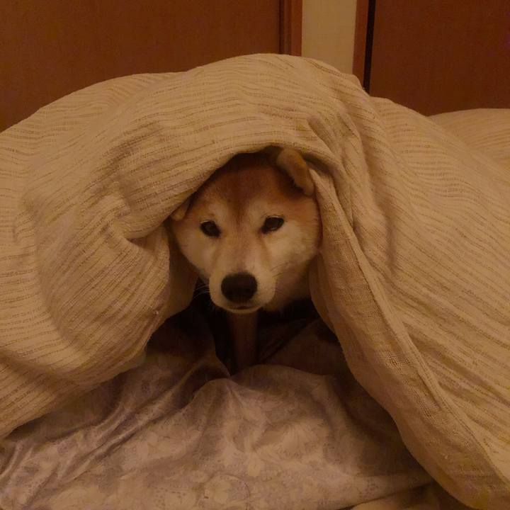 4e0f8093 2c5d 41a1 82d2 880e6ede78c0 1550490906198