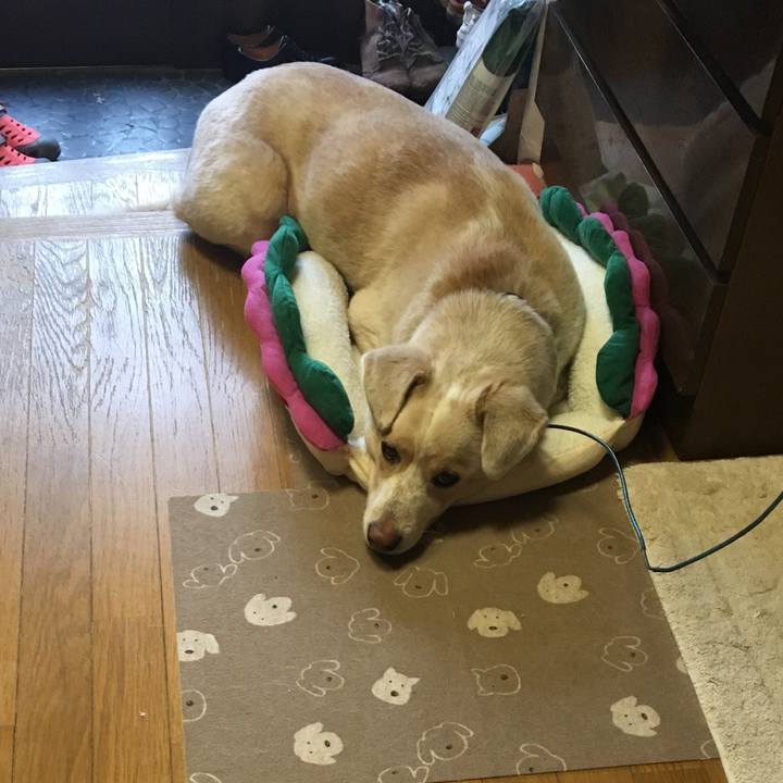 4e1049cb 945f 4932 a836 a65c03eb41ff 1517365179050