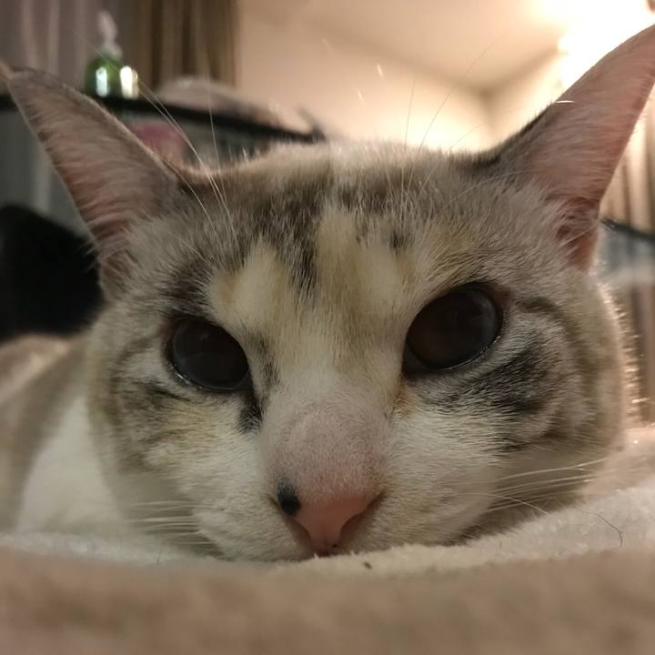 4e10cd26 997d 40b3 b9e8 7e36518744fc 1512041428971