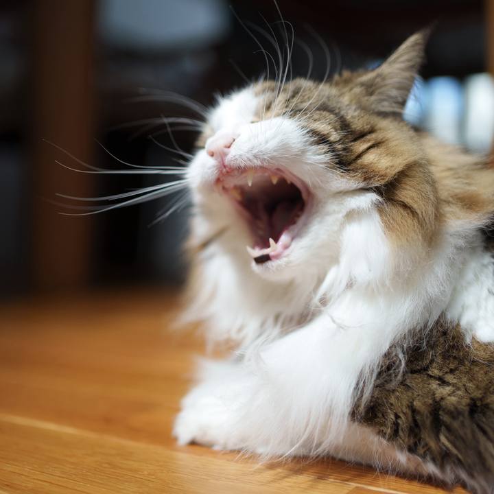 4e11290f 938c 4d7a 9931 e17acc8a3123 1721964736310