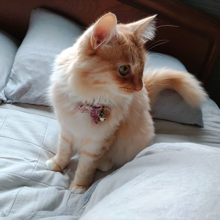 4e112a06 cdd0 4c1d 92f1 e5996a568fbf 1669421930586