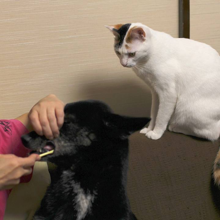 4e116457 3381 47c3 af51 2b463c549932 1562323146219