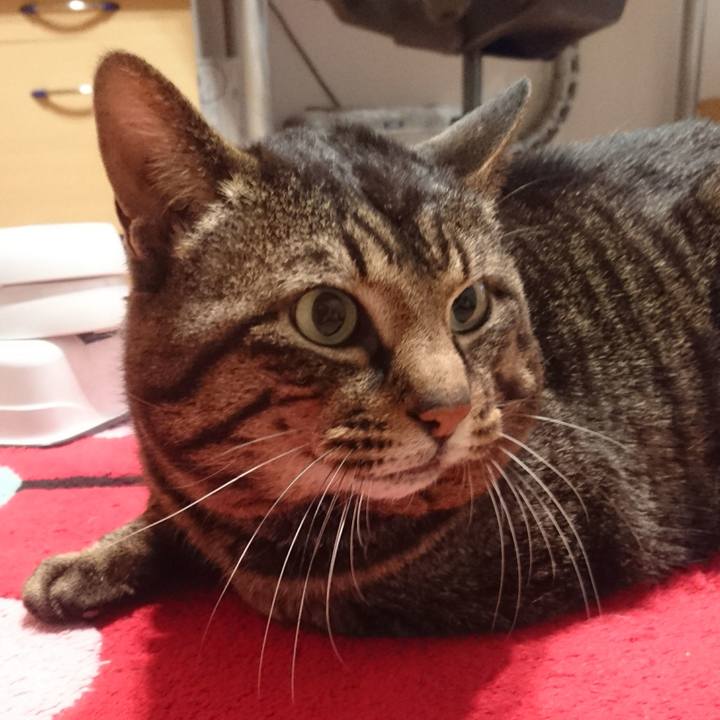 4e11e0e6 0a33 4c19 b9ba 2016aec2c192 1527543072775