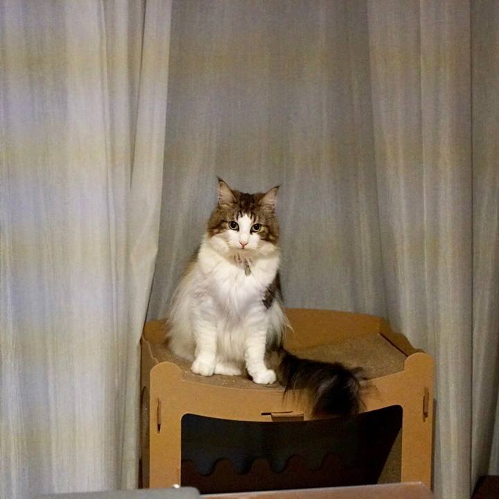 4e12ba4f 1f9e 4a83 a35c aaded86bea4a 1570719791438