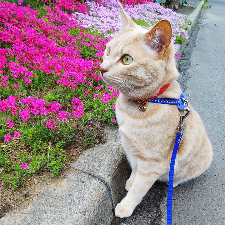 4e12d30c 62c9 462b aeb6 106ab0445226 1590387738181