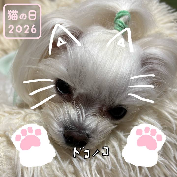 4e1362fa 2af1 4c76 bc6e 62fc98f5528c 1771719111096