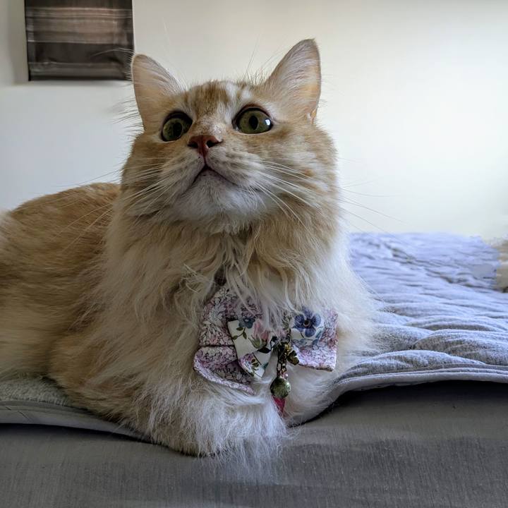 4e13a654 dcfb 441d af8a ad1950034f54 1755561571729