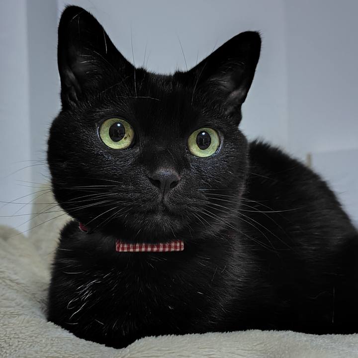 4e1465cc db43 4398 8cbc b2f979a6bd2f 1742128929708