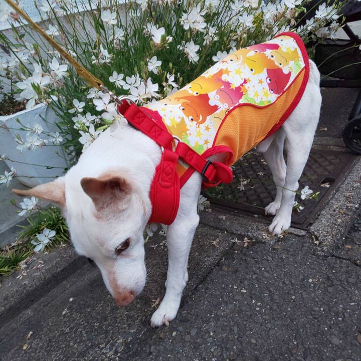 4e14e7e5 ea38 4418 9bc3 d47d206e35e2 1559296628069