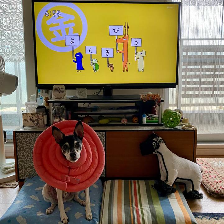 4e159cb4 0f28 4e9e aedc 1a4241679bf8 1633039187053