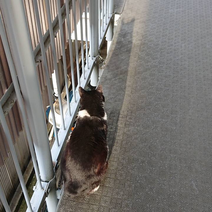 4e1a2a82 d946 486f 946d f9dc10065d51 1589446422739