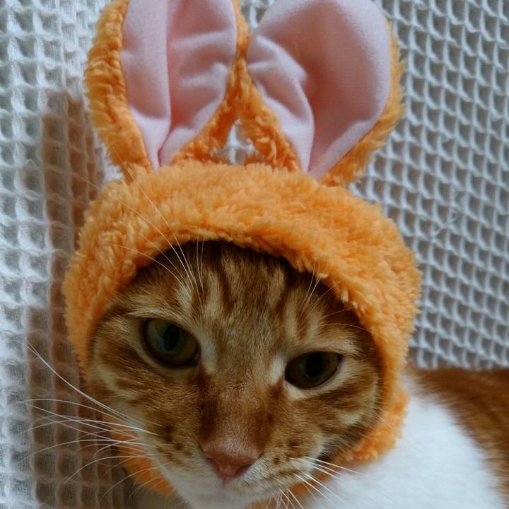 4e1a8757 8273 44b9 85fc 7643530f03dc 1557107056580