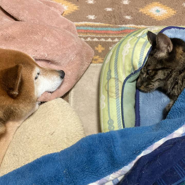 4e1ad0f1 ff58 46b3 a4e4 57b3b1865355 1649073185295