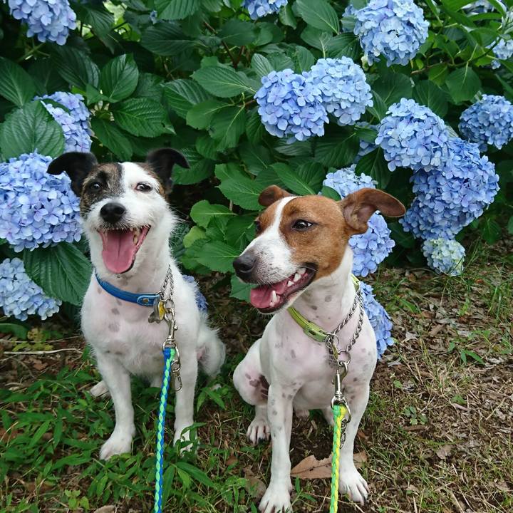 4e1d9595 68b1 44a7 99c6 6f4ba2eaeca6 1561621274475