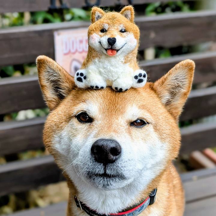 4e1f7105 62fc 4043 afde 5766fd5a5f97 1771930634814