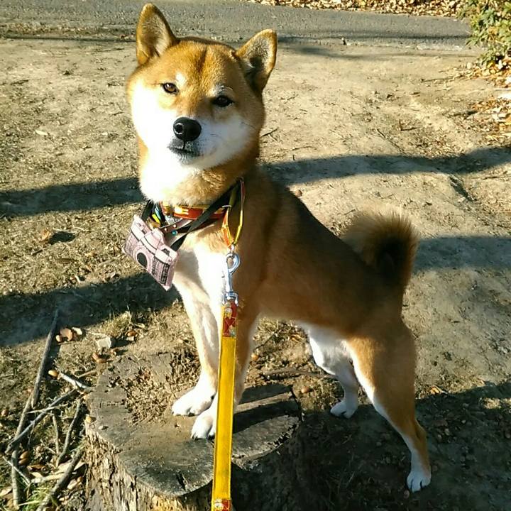 4e1f9ec9 3c00 4d38 8c14 754aad6af99a 1546739830810