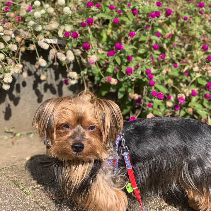 4e1fb5c5 2c0e 467e a434 e959413df0c5 1540011888639