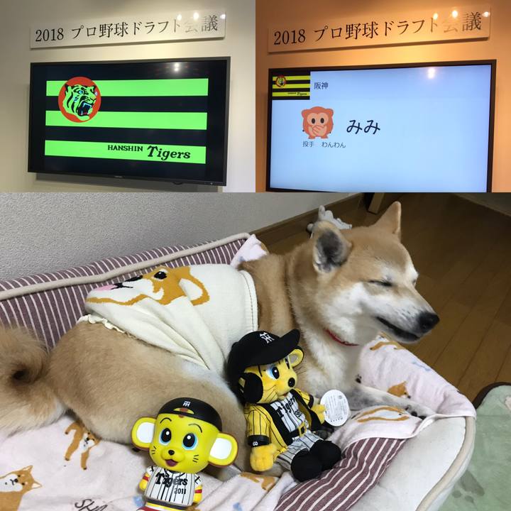 4e20c945 be80 49f2 a236 65d21967c945 1540628320323