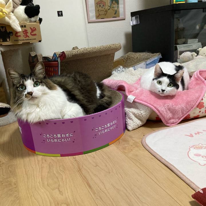 4e21265c 194d 4fe7 bd5a ab4220d131df 1760475876475