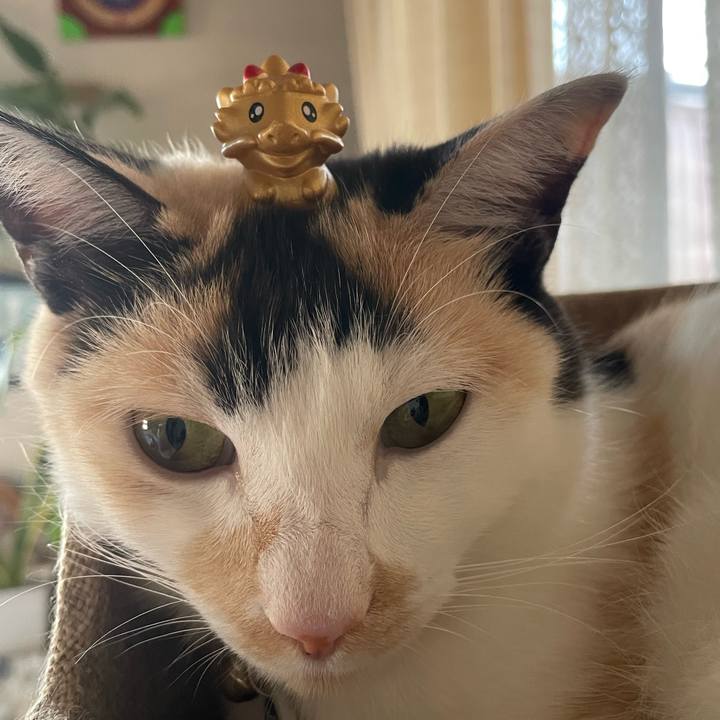 4e214a1d 27a2 447b 8ea2 01ed7478cbd7 1707629132305