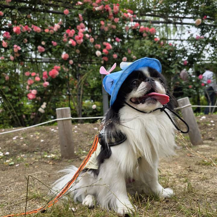 4e2208ff 5406 45b6 9a49 a45c85123735 1747193629068