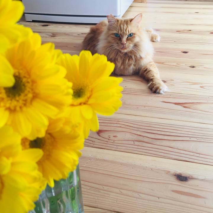 4e227c36 5db0 42c8 80cb fd1badc20d86 1588287621899