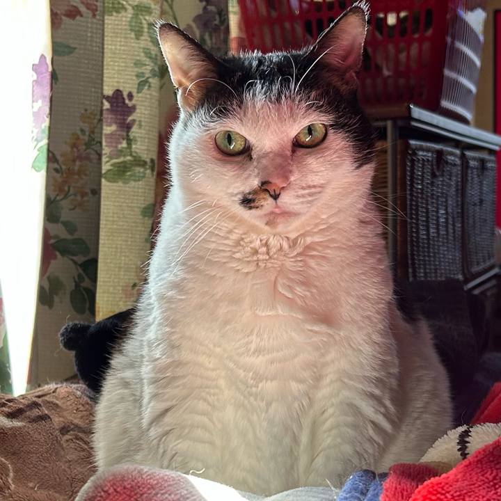 4e229233 0296 4c17 9af2 54f2011282d6 1770248605708