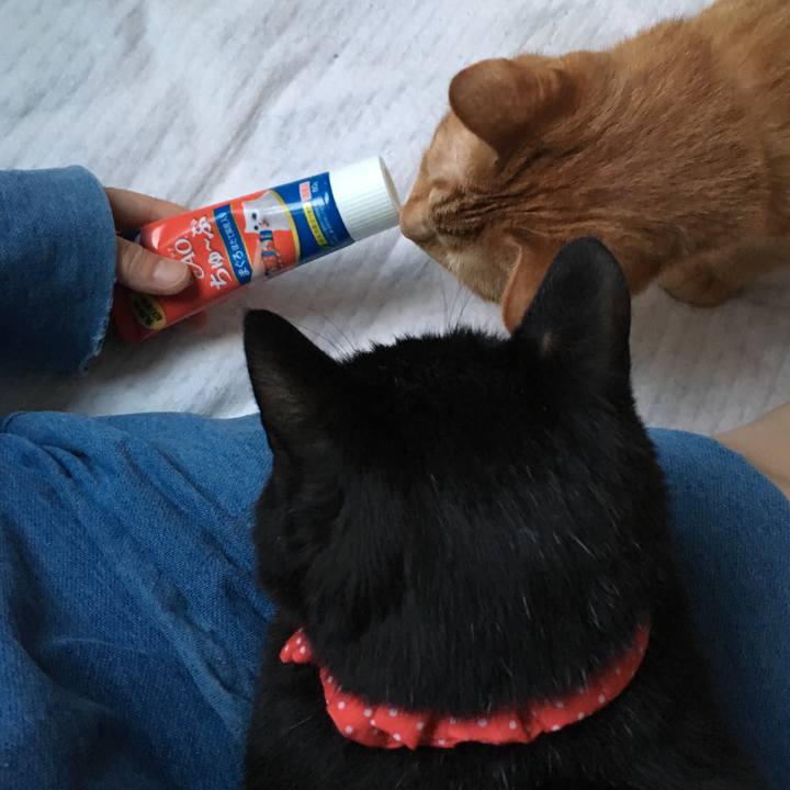 4e23897f 8c2b 489a b6bf 428c727b3173 1551993133540