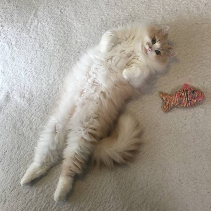 4e24ff0e 9c8a 45e1 bab4 de694d7b7bf2 1531636791995