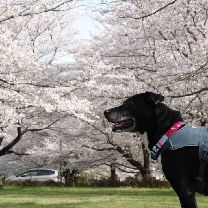 4e25638b 86c9 497a 91be ca90da28e501 1744073906507