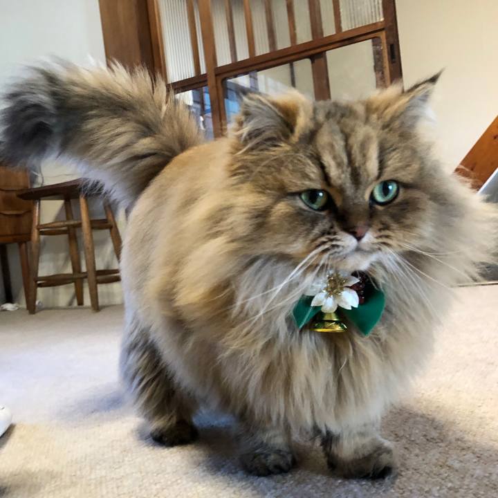 4e267e29 4242 4403 88a2 a8b2b74c0c98 1577232593337